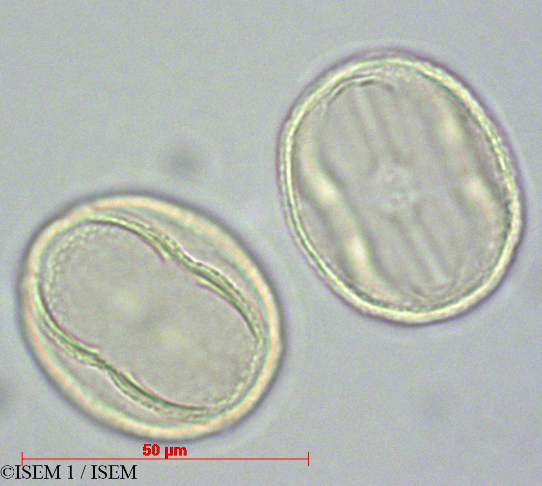 ISEM 1/Carica_papaya_28630/Carica_papaya_28630_0002(copy).jpg